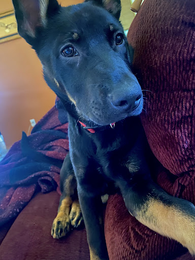 Pet Supply Store «Tre Bone Pet Supply LLC», reviews and photos, 8326 N Lombard St, Portland, OR 97203, USA