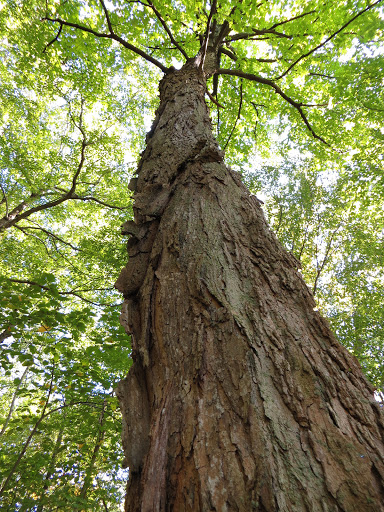 Nature Preserve «Greenbrook Nature Sanctuary», reviews and photos, Green Brook Rd, Tenafly, NJ 07670, USA