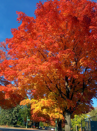 Park «Langford Park», reviews and photos, 30 Langford Park, St Paul, MN 55108, USA