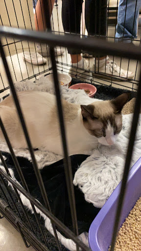 Pet Supply Store «Pet Food Express», reviews and photos, 5148 Stevens Creek Blvd, San Jose, CA 95129, USA