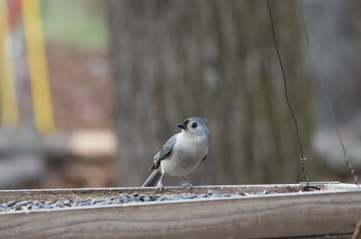 Botanical Garden «Botanical Gardens At Asheville», reviews and photos, 151 W .T. Weaver Blvd, Asheville, NC 28804, USA