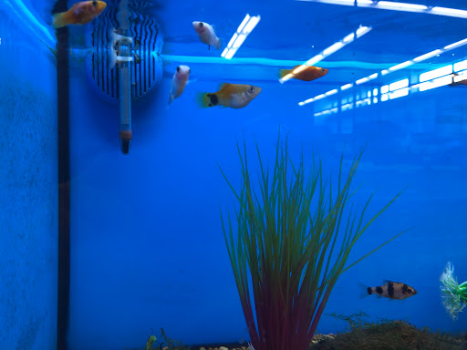 Pet Supply Store «Petco Animal Supplies», reviews and photos, 178 Township Blvd, Camillus, NY 13031, USA