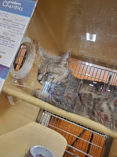 Pet Supply Store «PetSmart», reviews and photos, 601 Centerview Blvd, Kissimmee, FL 34741, USA