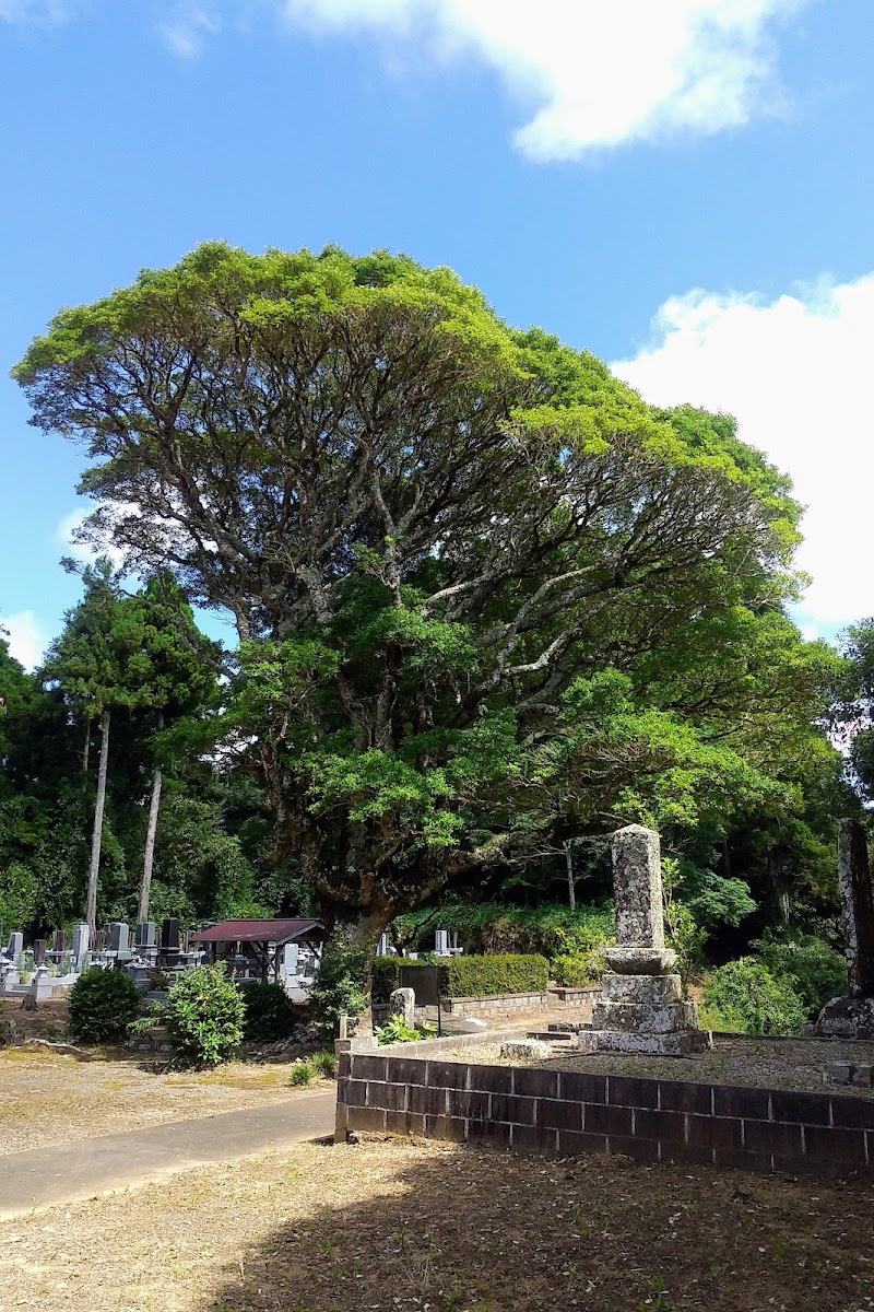 妙隆寺モチの木