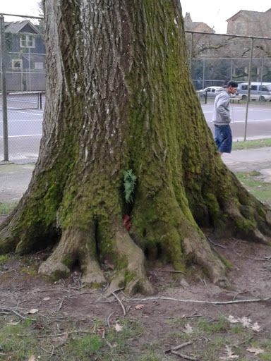 Park «Irving Park», reviews and photos, 707 NE Fremont St, Portland, OR 97212, USA