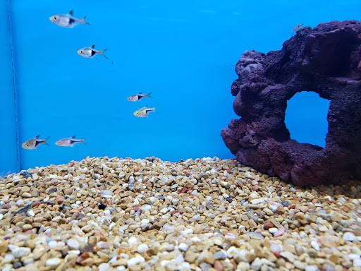 Pet Supply Store «Petco Animal Supplies», reviews and photos, 645 S Green Valley Pkwy, Henderson, NV 89052, USA