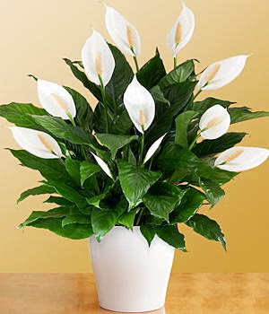 Florist «Enchantment Florist», reviews and photos, 1418 S Andrews Ave, Fort Lauderdale, FL 33316, USA