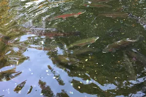 Bonneville Fish Hatchery image