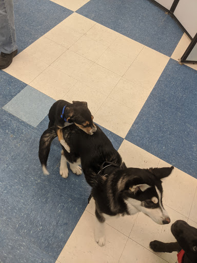 Pet Supply Store «Petco Animal Supplies», reviews and photos, 2277 Ford Pkwy, St Paul, MN 55116, USA