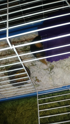 Pet Supply Store «Petco Animal Supplies», reviews and photos, 3264 Buford Dr NE #110, Buford, GA 30519, USA