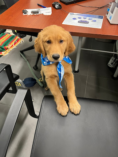 Subaru Dealer «Dunning Subaru», reviews and photos, 3771 Jackson Rd, Ann Arbor, MI 48103, USA