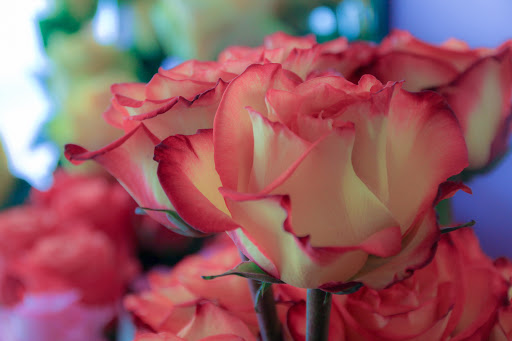 Florist «Fleur-De-Lis Flowers», reviews and photos, 1106 Washington Ave, Golden, CO 80401, USA