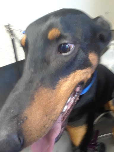 Pet Supply Store «Pets For You», reviews and photos, 413 N Main St, Rice Lake, WI 54868, USA