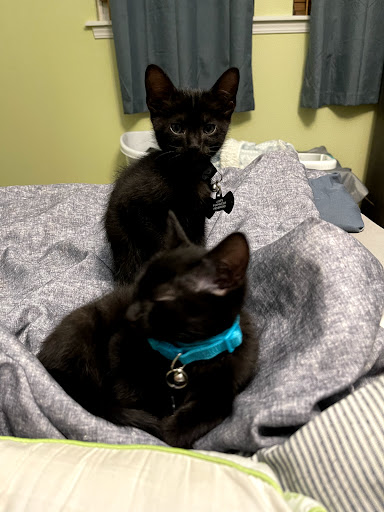 Pet Supply Store «PetSmart», reviews and photos, 5418 E 41st St, Tulsa, OK 74135, USA