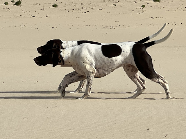 Baldivis Vet Surgery