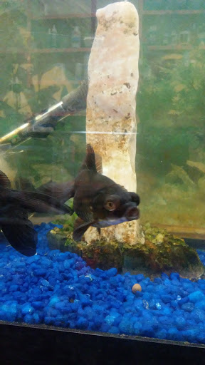 Pet Store «J & J Pet Shop», reviews and photos, 715 E Tremont Ave # 1, Bronx, NY 10457, USA