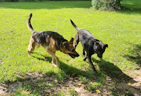 Whispering Pines Kennel - Photo 3 - Car repair in Niles, MI, South Bend