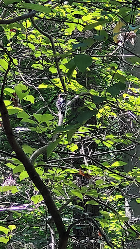 State Park «Patapsco Valley State Park», reviews and photos, 8020 Baltimore National Pike, Ellicott City, MD 21043, USA