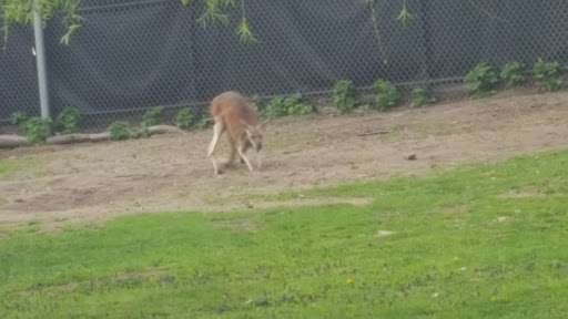 Zoo «Arctic Ring of Life», reviews and photos, 8450 W 10 Mile Rd, Royal Oak, MI 48067, USA