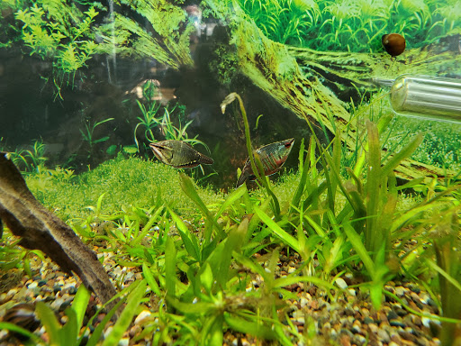 Tropical Fish Store «Aquatic Dog», reviews and photos, 7429 E Iliff Ave, Denver, CO 80231, USA