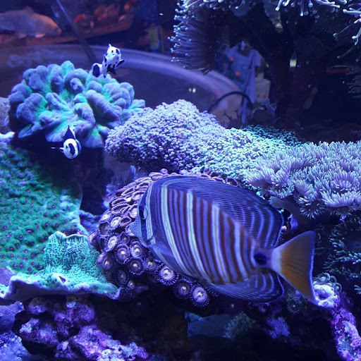 Aquarium «Pacific Aquarium & Plant Inc», reviews and photos, 46 Delancey St #1, New York, NY 10002, USA