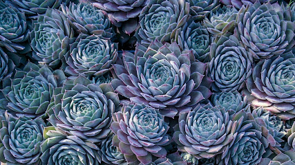 Ogrodnictwo specjalistyczne Sajdak