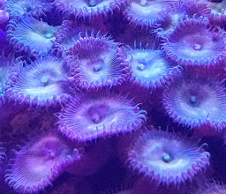 Acuario POLIPO photo