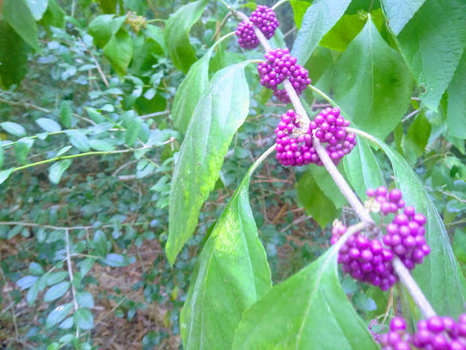 Park «Telge Park», reviews and photos, 12400 Pleasant Grove Rd, Cypress, TX 77429, USA