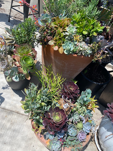 Florist «Plant Safari», reviews and photos, 653 N Central Ave, Upland, CA 91786, USA