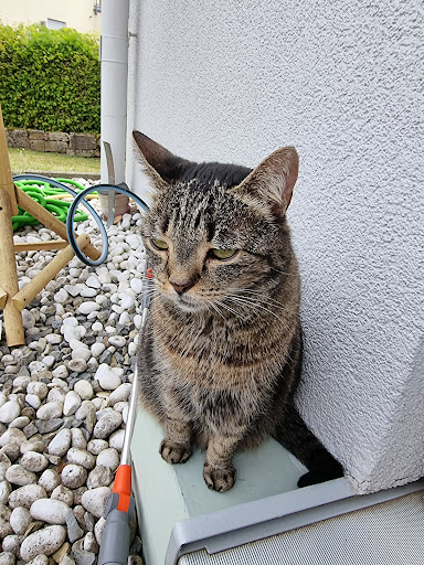 Dr.med.vet. Georg Bauer veterinarian unter Hammelburg, Bayern