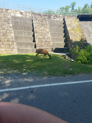 Park «Bays Mountain Park & Planetarium», reviews and photos, 853 Bays Mountain Rd, Kingsport, TN 37660, USA