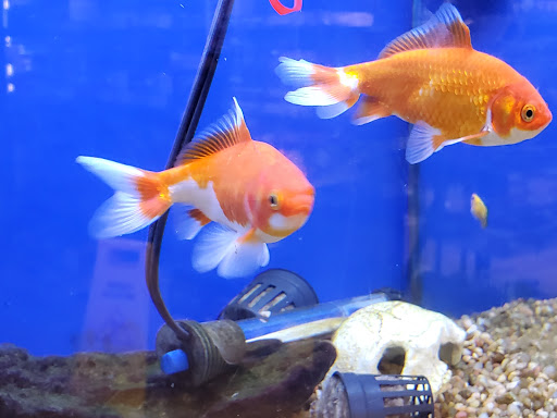 Pet Store «Super Pets», reviews and photos, 1807 E Chapman Ave, Orange, CA 92867, USA