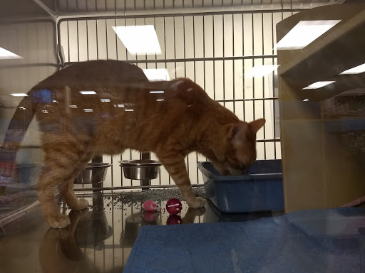 Pet Supply Store «PetSmart», reviews and photos, 5214 Blanche Moore Dr, Corpus Christi, TX 78411, USA