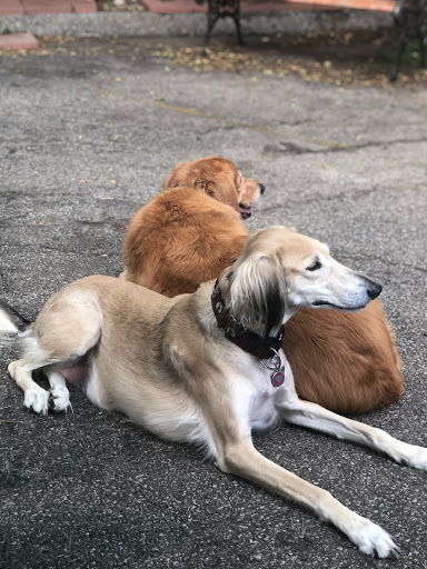 Pet Groomer «Doggie Style Bowtique», reviews and photos, 1713 Westport Rd, Kansas City, MO 64111, USA