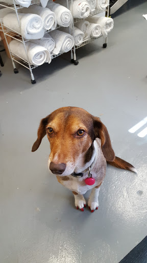 Pet Groomer «Good Dog Legacy LLC», reviews and photos, 19366 Robinwood Ln, Covington, LA 70433, USA