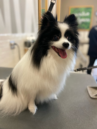 Pet Supply Store «Petco Animal Supplies», reviews and photos, 11147 Park Blvd N, Seminole, FL 33772, USA