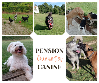 Chienotel - Pension pour Chien, Chat, NAC à Mauroux