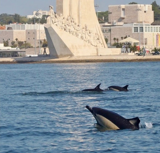 Lisbon Dolphins - Agência de viagens