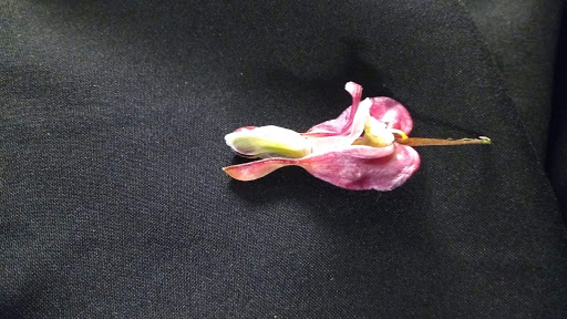 Museum «El Museo Del Barrio», reviews and photos, 1230 5th Ave, New York, NY 10029, USA