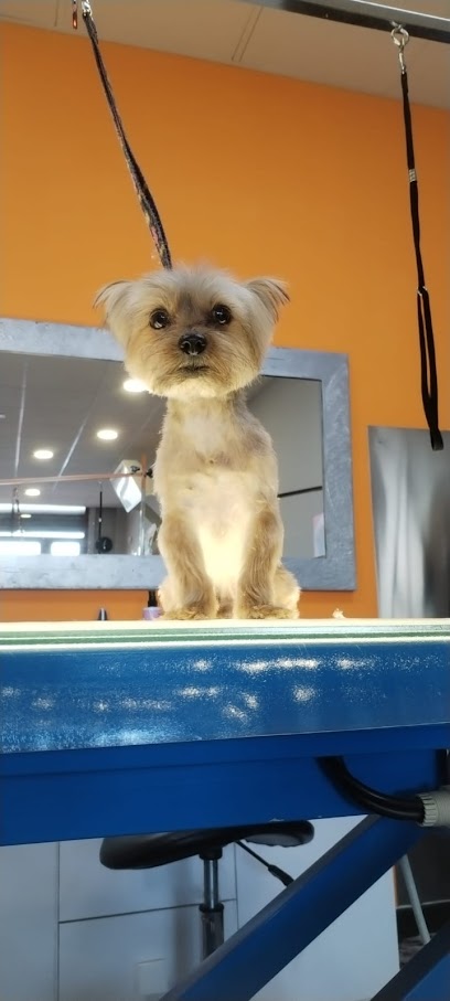 Imagen de Peluqueria y Dietetica Essential Pets