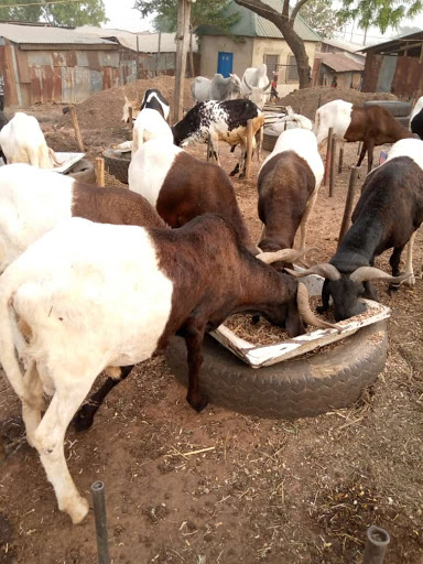 Zango Cattle Market, Zango Rd, Tudun Wada, Kaduna, Nigeria, Coffee Shop, state Kaduna