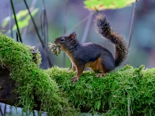 Non-Profit Organization «Audubon Society of Portland», reviews and photos, 5151 NW Cornell Rd, Portland, OR 97210, USA