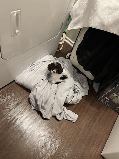 Pet Supply Store «Petland Dallas», reviews and photos, 11909 Preston Rd, Dallas, TX 75230, USA