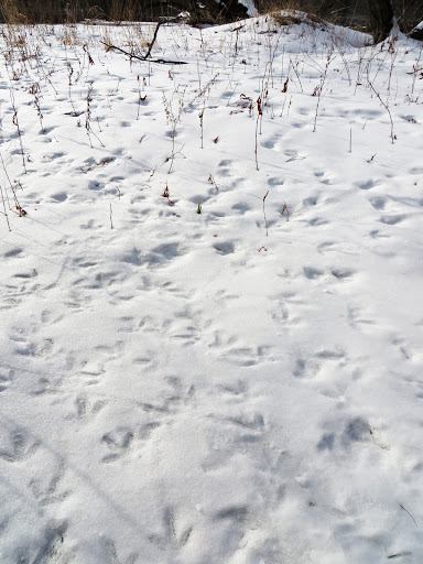 Nature Preserve «Burns-Stokes Preserve», reviews and photos, Zeeb Rd, Dexter, MI 48130, USA