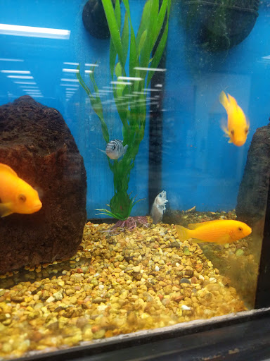 Pet Supply Store «Petco Animal Supplies», reviews and photos, 23 Danada Square W, Wheaton, IL 60187, USA