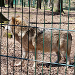 Photo n°7 de l'avis de Pawel.o fait le 01/05/2023 à 18:22 sur le  Restaurant Wolfsrevier à Dörverden
