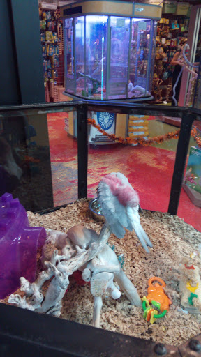 Pet Store «All Pets Club», reviews and photos, 1167 N Colony Rd, Wallingford, CT 06492, USA