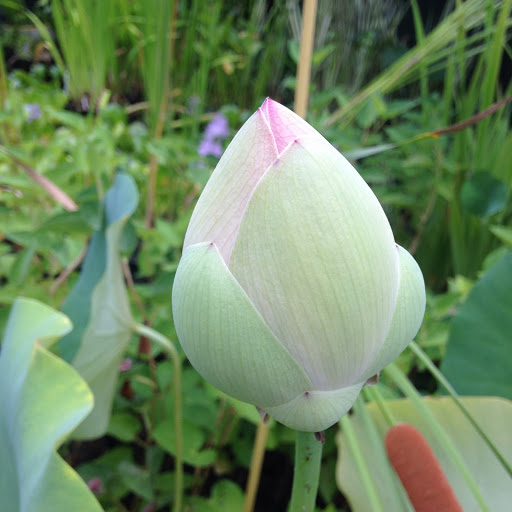 Gift Shop «Pondering Creations Farm», reviews and photos, 101 Allen St, Terryville, CT 06786, USA