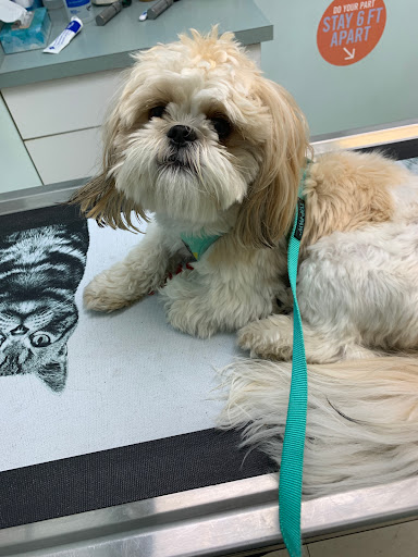 Watters Renee DVM image