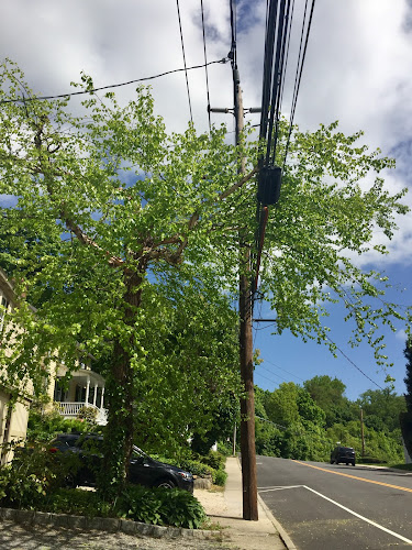 Arbor-Pro Tree Service Nassau & Queens County NY